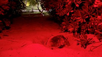 Niva Kuramathi Maldives Green Turtle Nesting