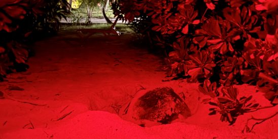 Niva Kuramathi Maldives Green Turtle Nesting