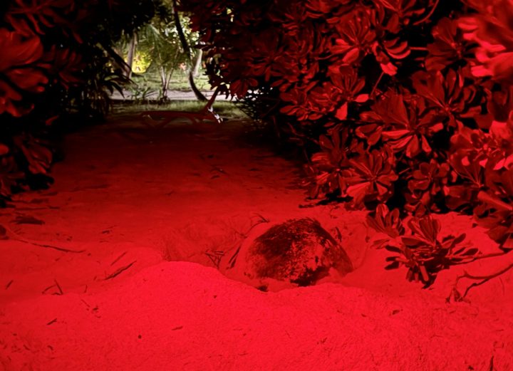 Niva Kuramathi Maldives Green Turtle Nesting