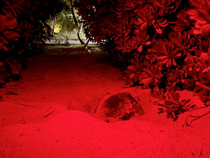 Niva Kuramathi Maldives Green Turtle Nesting