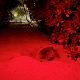 Niva Kuramathi Maldives Green Turtle Nesting