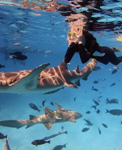 Shark Trip