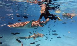 Shark Trip