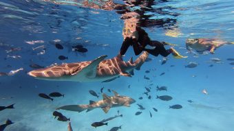 Shark Trip