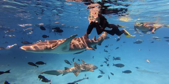 Shark Trip