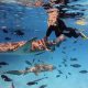 Shark Trip