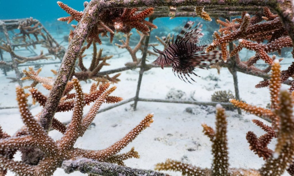 Batch A Living Reef Classroom Takes Root at Villa Nautica (1)