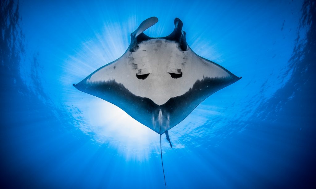 Batch Oceanic Manta Ray Maldives 2021 Simon Hilbourne (5)