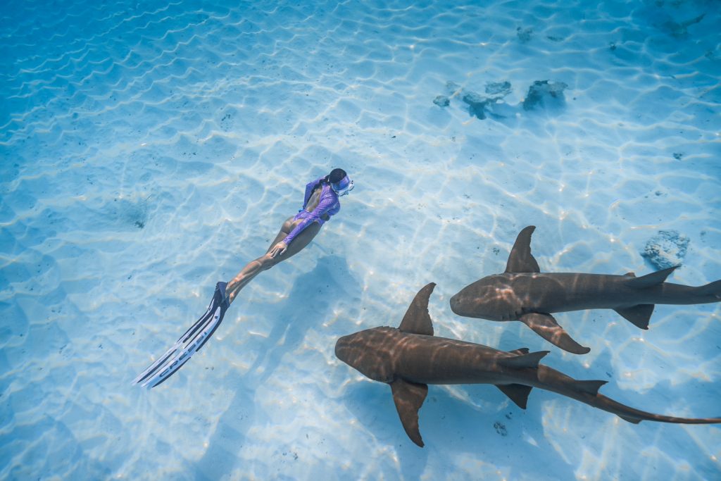 Batch Shark Snorkeling2