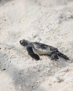 Baby hatchling