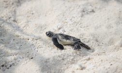 Baby hatchling