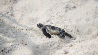 Baby hatchling