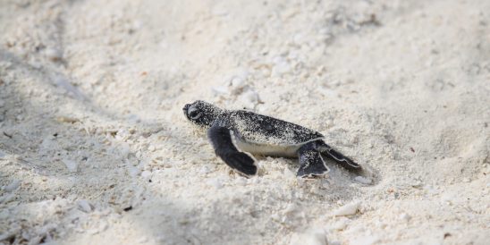 Baby hatchling