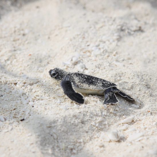 Baby hatchling