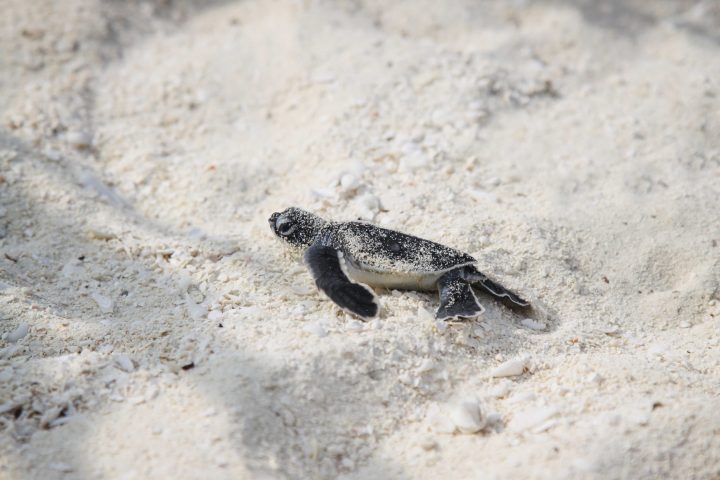 Baby hatchling