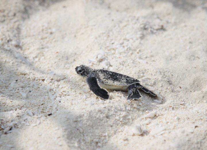 Baby hatchling