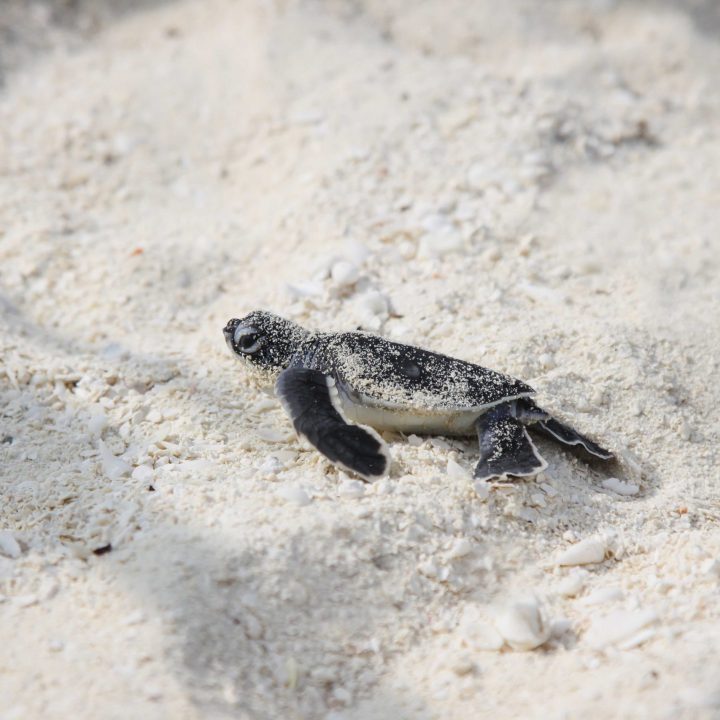 Baby hatchling