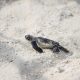 Baby hatchling