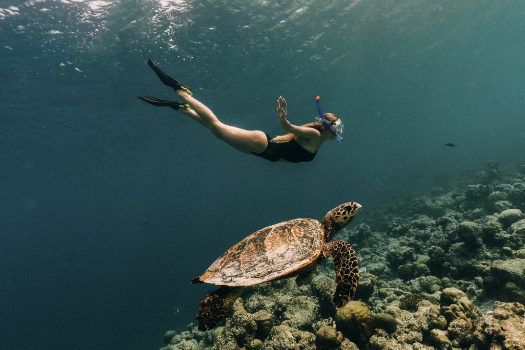 Soneva Jani Experiences Snorkelling with Turtle (1) Large
