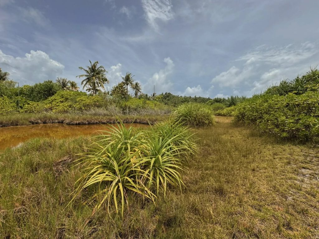 Soneva Jani Sustainability Mangrove (1) Large