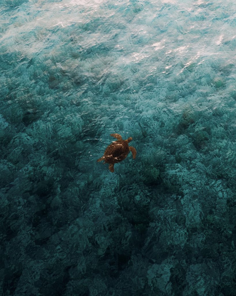 Soneva Jani Wildlife Turtle (1) Large