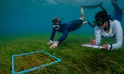 Batch MUI team seagrass snorkel