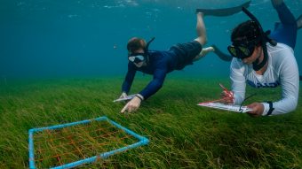 Batch MUI team seagrass snorkel