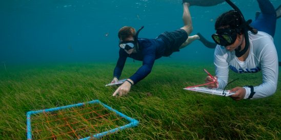Batch MUI team seagrass snorkel