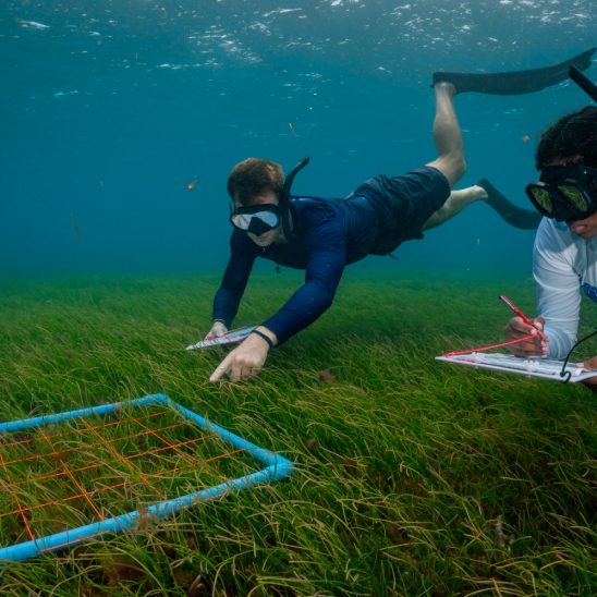 Batch MUI team seagrass snorkel