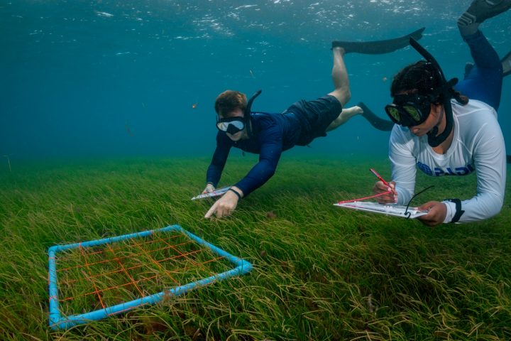 Batch MUI team seagrass snorkel