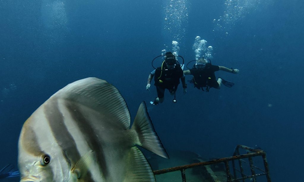 Batch SSIF Diving