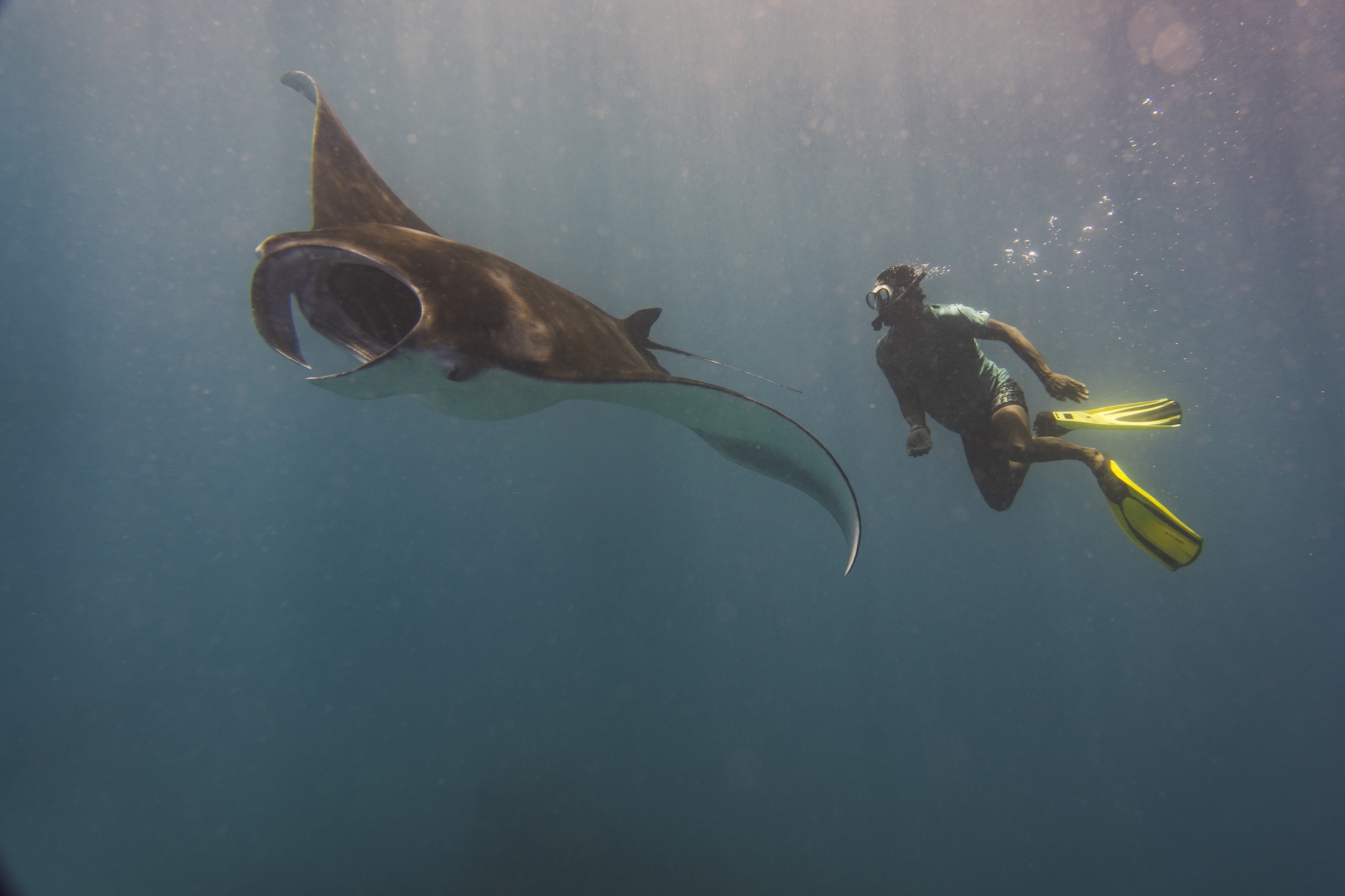 Into the blue: Manta encounters with Ellaidhoo Maldives by Cinnamon