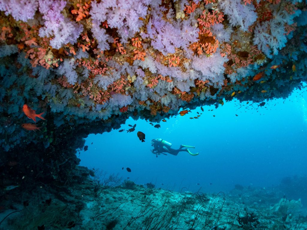 Eri Maldives Diving Large