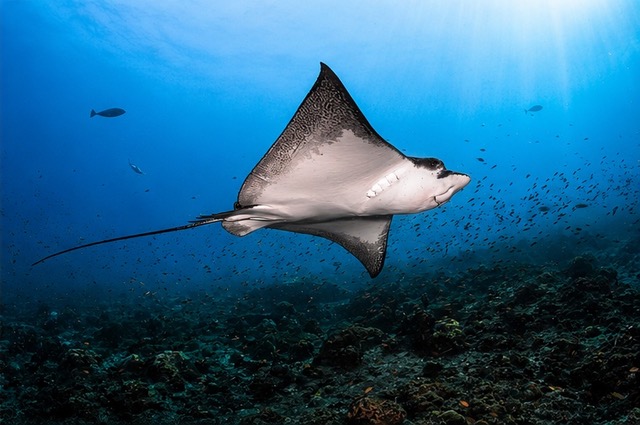 Manta Ray from ocean floor Henley Spiers