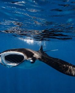 Manta Ray front on beneath waterline Henley Spiers