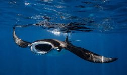 Manta Ray front on beneath waterline Henley Spiers