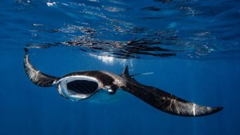 Manta Ray front on beneath waterline Henley Spiers