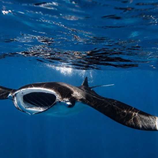 Manta Ray front on beneath waterline Henley Spiers