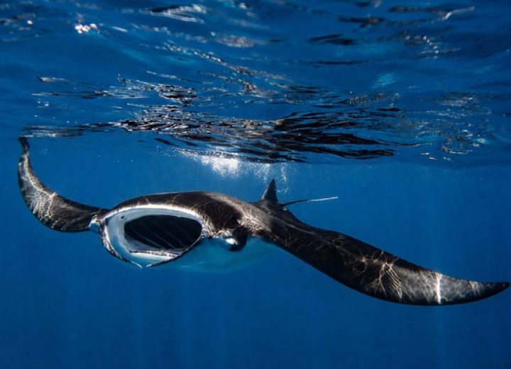Manta Ray front on beneath waterline Henley Spiers