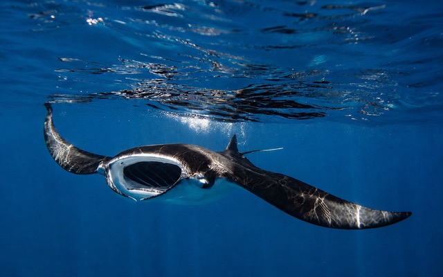 Manta Ray front on beneath waterline Henley Spiers