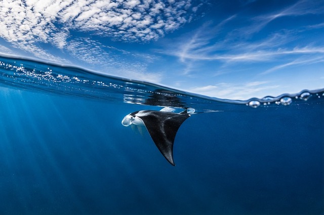 Manta Ray near surface Henley Spiers