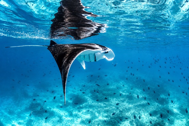 Manta Ray near surface Henley