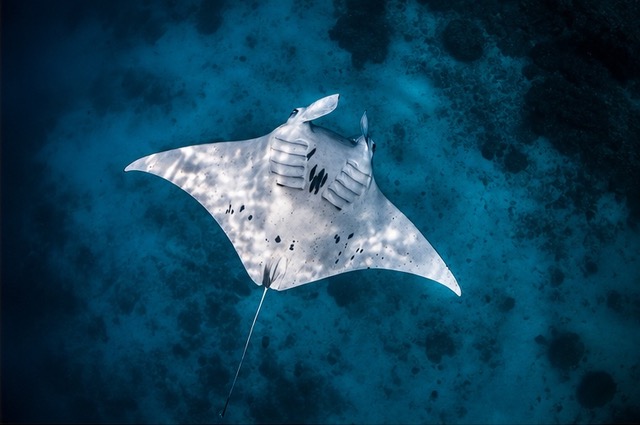 Manta Ray underside by Henley Spiers