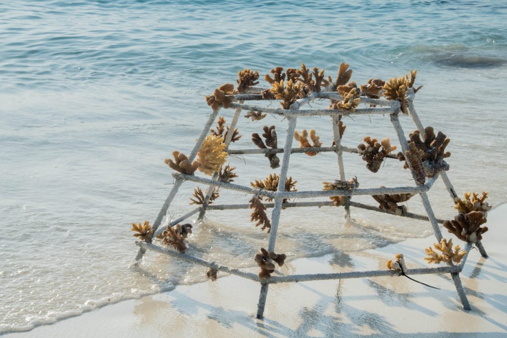 Batch 3 KVM Coral Planting