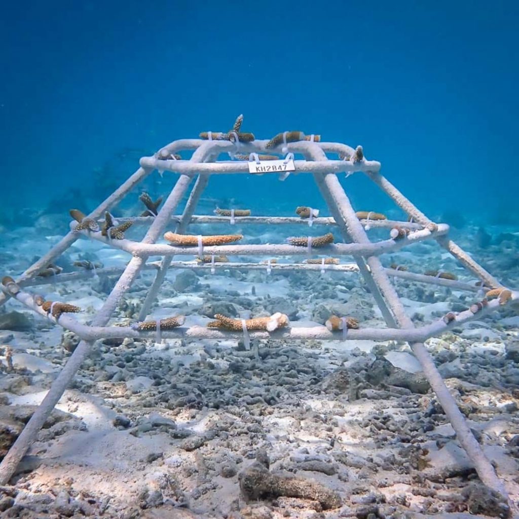 Batch Coral Planting
