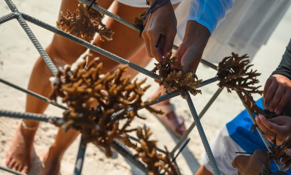 Batch Coral Planting at Sun Siyam Resorts (1)