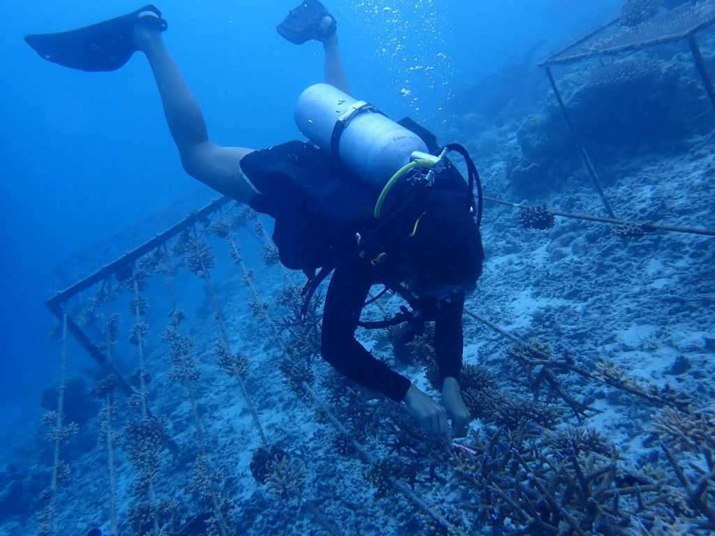 Batch Marine Conservation – Continuing a Pioneering Legacy