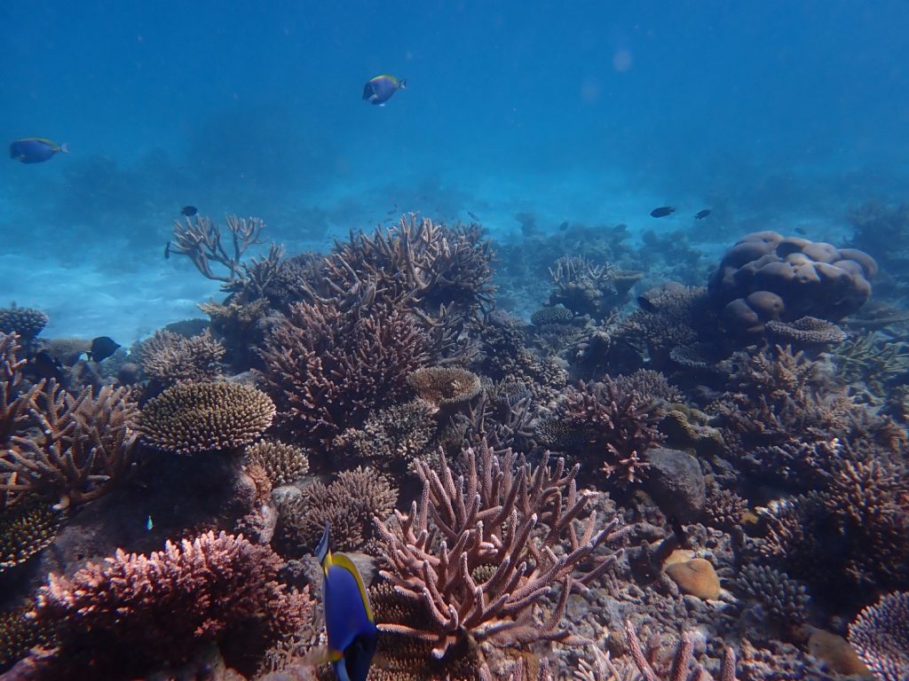 Batch Outplanted Coral After July