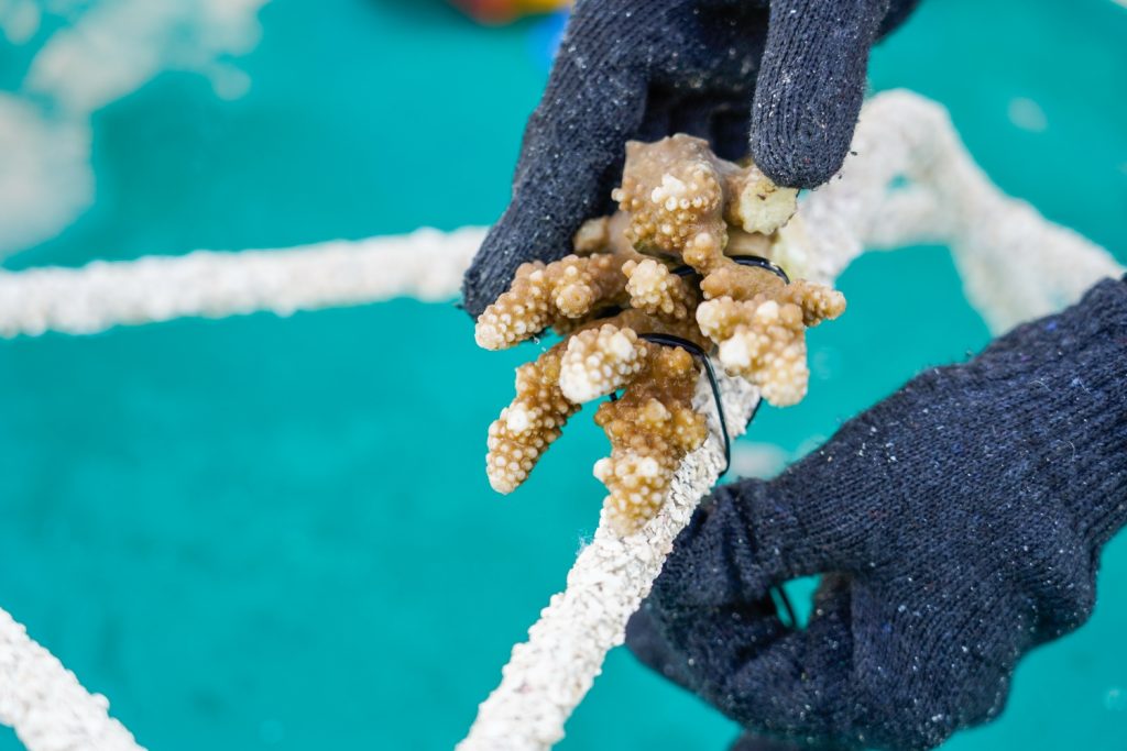 Batch The Westin Maldives Miriandhoo Resort Building a Reef Star