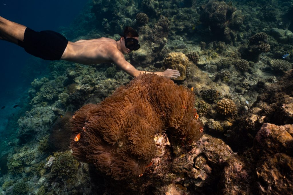 Batch More Ways to Explore Underwater World